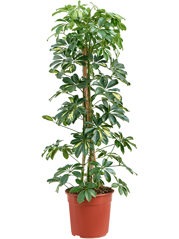 Planta naturala de interior Tuft D50xH135cm Schefflera arboricola 'Gold Capella' PS27/24cm in pamant