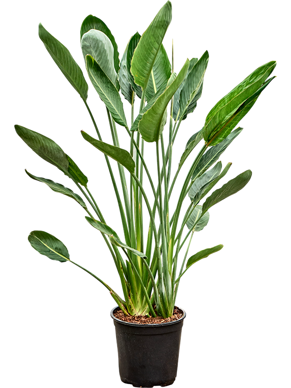 Planta naturala de interior Tuft D50xH140cm Strelitzia reginae PS32/24cm in pamant