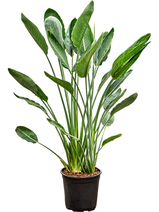Planta naturala de interior Tuft D50xH140cm Strelitzia reginae PS32/24cm in pamant
