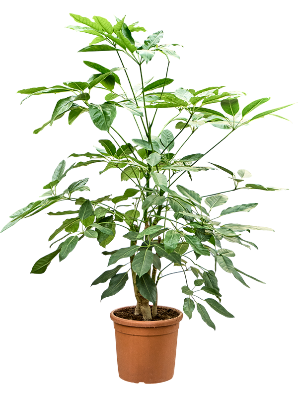 Planta naturala de interior Tuft D50xH150cm Schefflera actinophylla 'Amate' (140-160) PS30/27cm in pamant