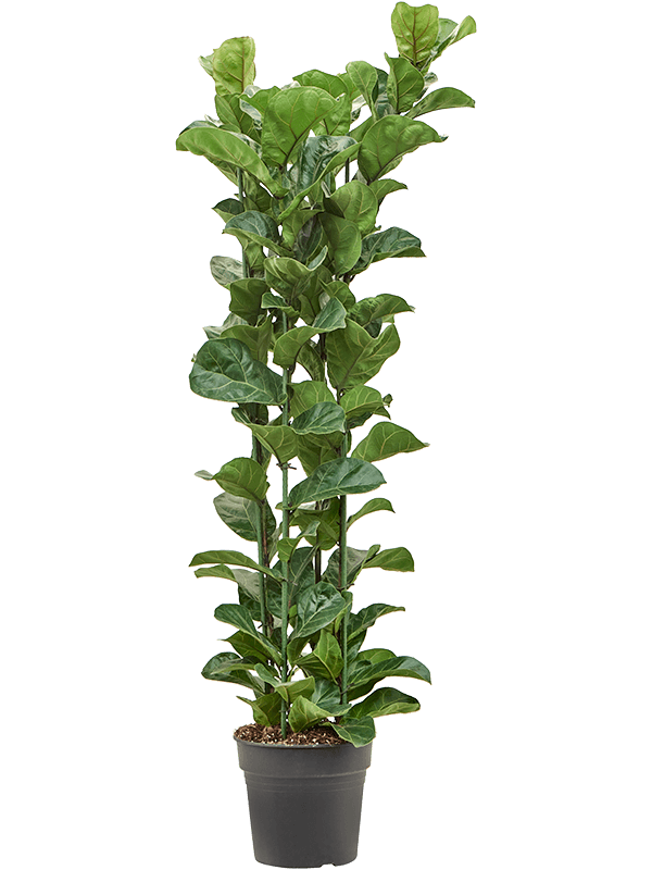 Planta naturala de interior Tuft D50xH160cm Ficus lyrata 'Bambino' PS30/26cm in pamant