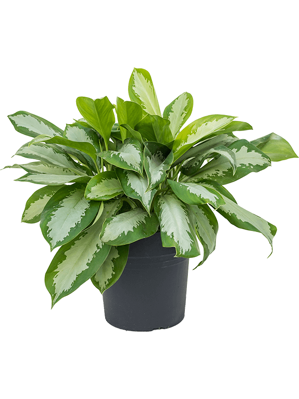 Planta naturala de interior Tuft D50xH50cm Aglaonema 'Silver Moon' PS27/23cm in pamant