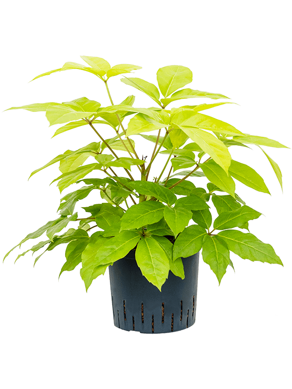 Planta naturala de interior Tuft D50xH55cm Schefflera actinophylla 'Golden Amate' P22/19cm in hidrogranule