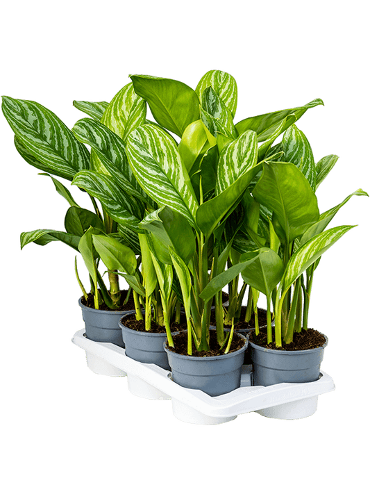 Planta naturala de interior Tuft D50xH60cm Aglaonema 'Stripes' PS17/15cm in pamant