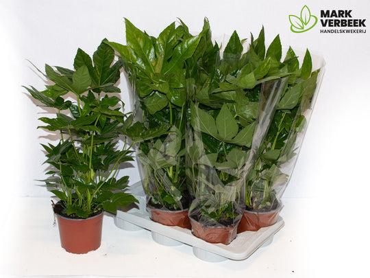 Planta naturala de interior Tuft D50xH60cm Fatsia japonica P17cm in pamant