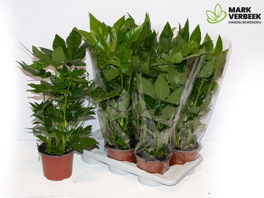 Planta naturala de interior Tuft D50xH60cm Fatsia japonica P17cm in pamant