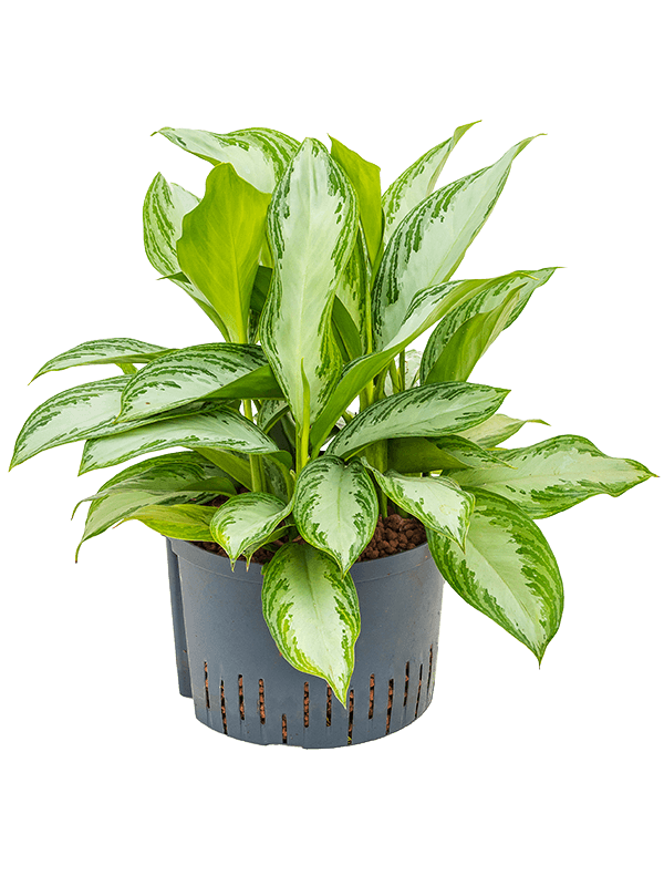 Planta naturala de interior Tuft D50xH65cm Aglaonema 'Silver Bay' P28/19cm in hidrogranule