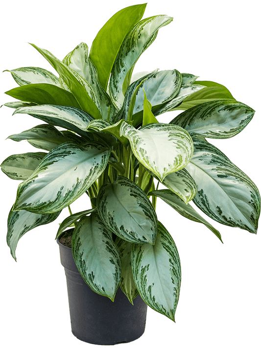 Planta naturala de interior Tuft D50xH65cm Aglaonema 'Silver Bay' PS24/23cm in pamant