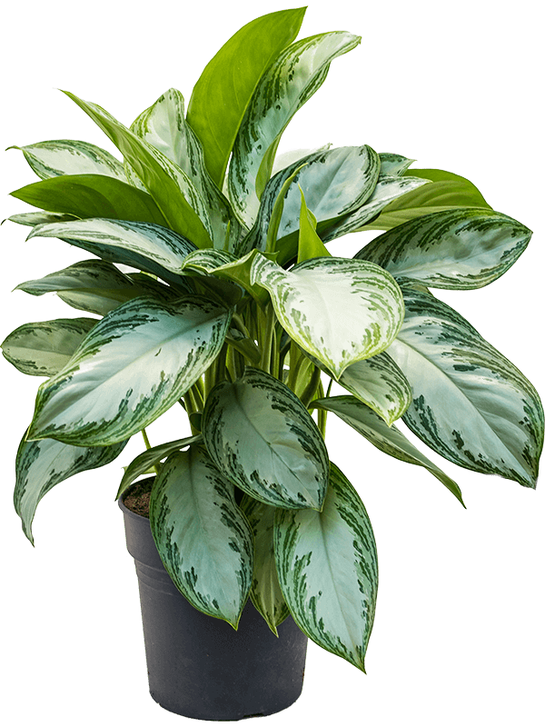 Planta naturala de interior Tuft D50xH65cm Aglaonema 'Silver Bay' PS24/23cm in pamant