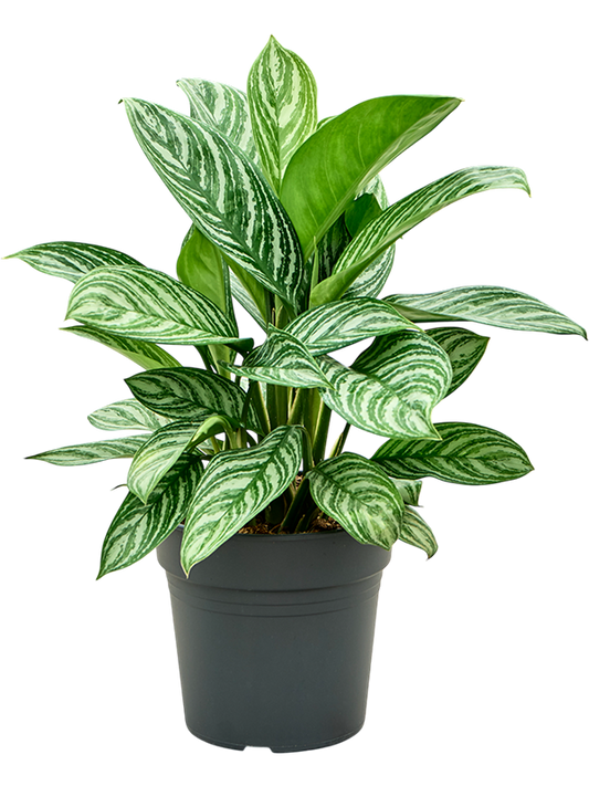 Planta naturala de interior Tuft D50xH65cm Aglaonema 'Stripes' PS24/23cm in pamant