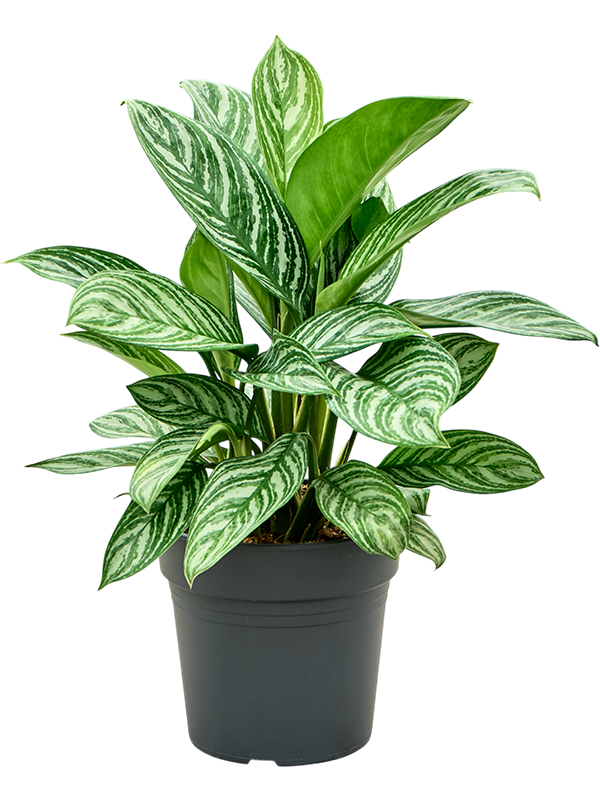 Planta naturala de interior Tuft D50xH65cm Aglaonema 'Stripes' PS24/23cm in pamant