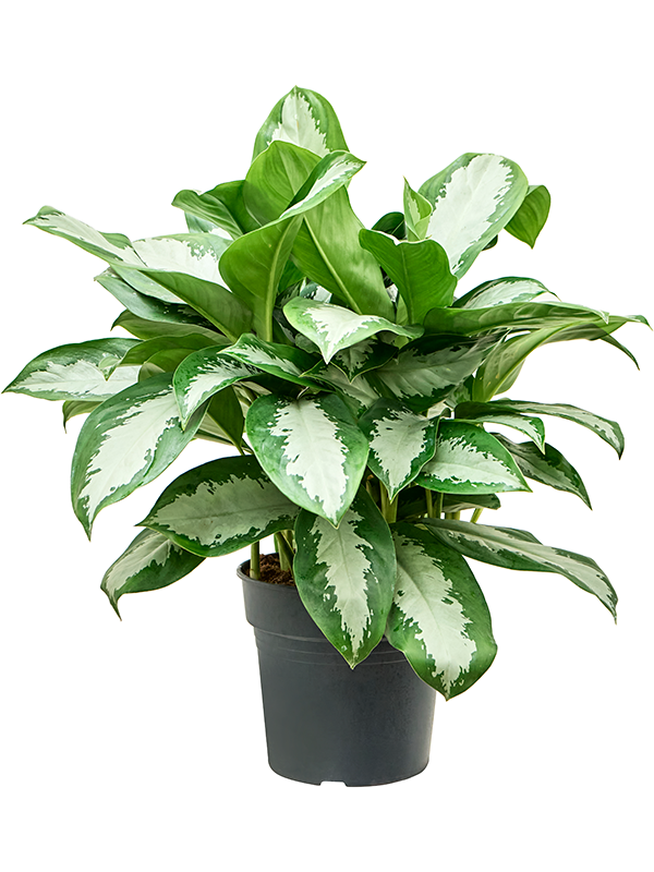 Planta naturala de interior Tuft D50xH70cm Aglaonema 'Silver Moon' PS27/23cm in pamant