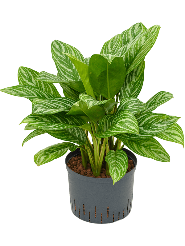 Planta naturala de interior Tuft D50xH70cm Aglaonema 'Stripes' P25/19cm in hidrogranule