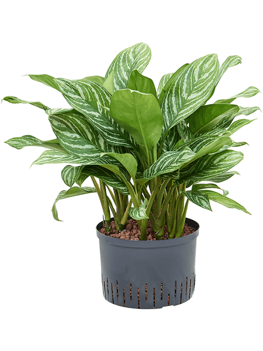 Planta naturala de interior Tuft D50xH70cm Aglaonema 'Stripes' P28/19cm in hidrogranule