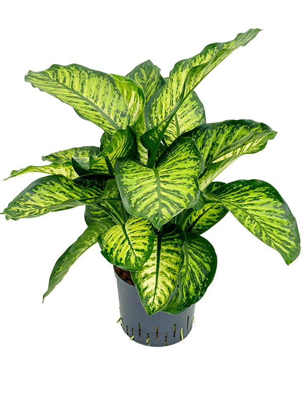 Planta naturala de interior Tuft D50xH70cm Dieffenbachia seguine 'Maroba' P22/19cm in hidrogranule