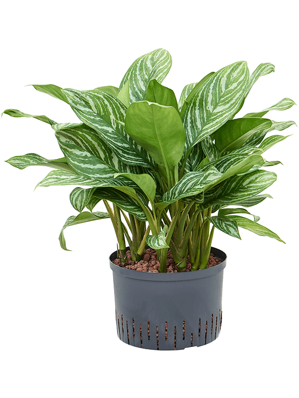 Planta naturala de interior Tuft D50xH75cm Aglaonema 'Stripes' P28/19cm in hidrogranule