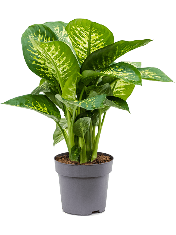 Planta naturala de interior Tuft D50xH75cm Dieffenbachia seguine 'Reeva' PS24/22cm in pamant