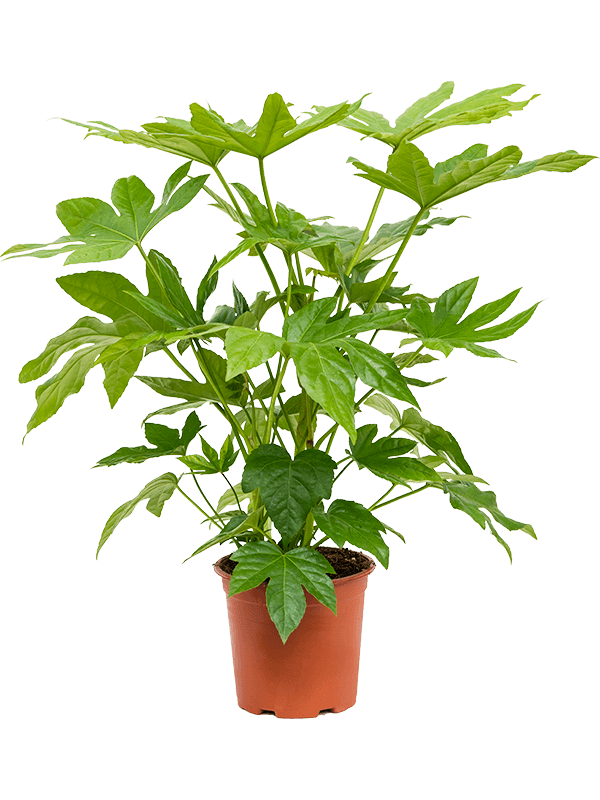 Planta naturala de interior Tuft D50xH75cm Fatsia japonica PS19/17cm in pamant