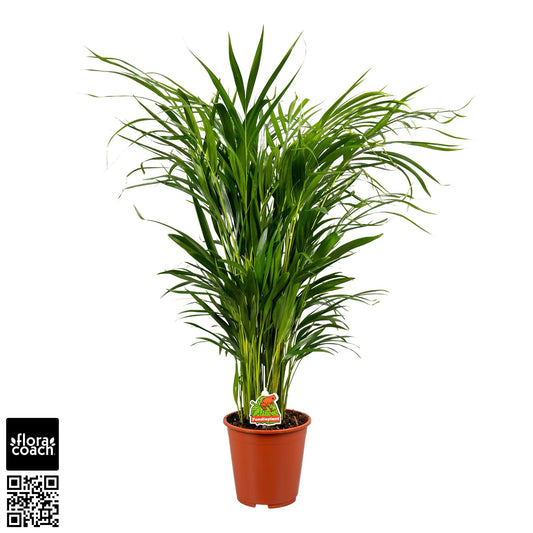 Planta naturala de interior Tuft D50xH80cm Dypsis (Areca) lutescens PS19/ in pamant