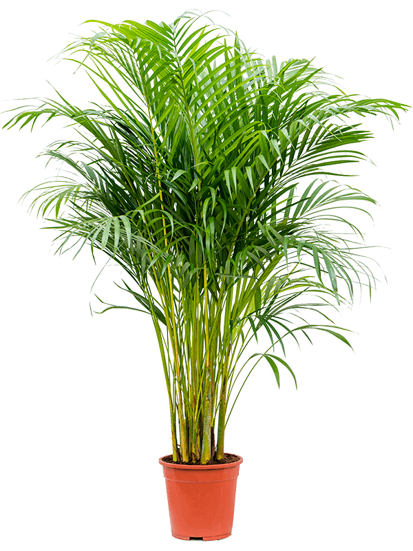 Planta naturala de interior Tuft D50xH90cm Dypsis (Areca) lutescens PS21/19cm in pamant