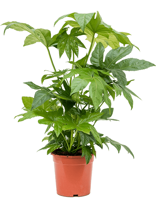 Planta naturala de interior Tuft D50xH90cm Fatsia japonica PS21/19cm in pamant