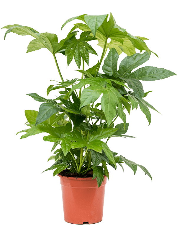 Planta naturala de interior Tuft D50xH90cm Fatsia japonica PS21/19cm in pamant