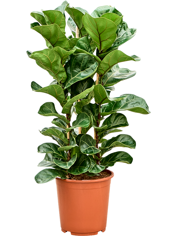 Planta naturala de interior Tuft D50xH90cm Ficus lyrata 'Bambino' PS27/26cm in pamant