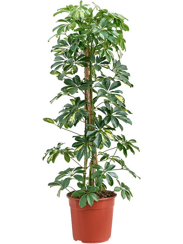 Planta naturala de interior Tuft D50xH90cm Schefflera arboricola 'Gold Capella' PS27/24cm in pamant