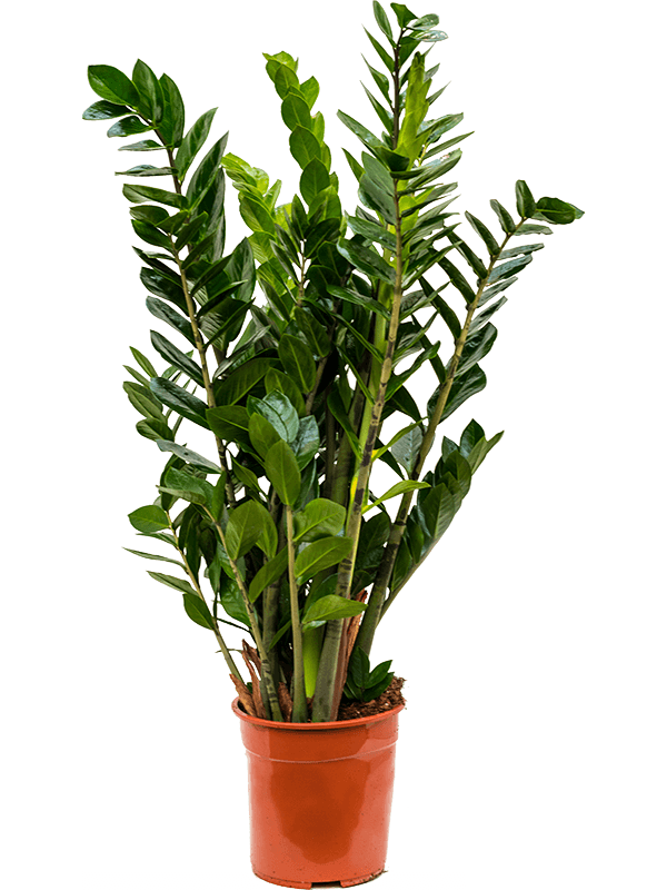 Planta naturala de interior Tuft D50xH90cm Zamioculcas zamiifolia PS24/23cm in pamant