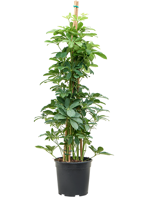 Planta naturala de interior Tuft D55xH120cm Schefflera arboricola PS24/21cm in pamant