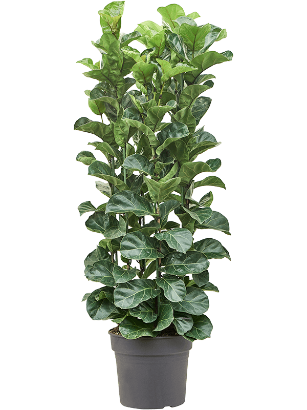 Planta naturala de interior Tuft D55xH160cm Ficus lyrata 'Bambino' PS38/33cm in pamant