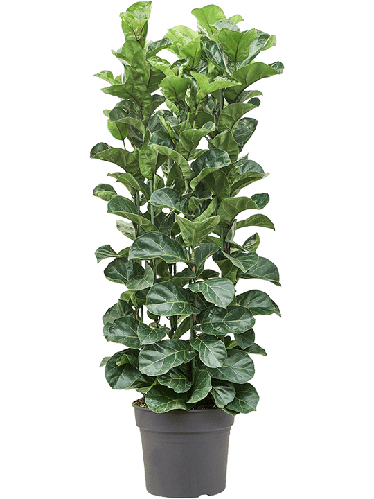 Planta naturala de interior Tuft D55xH220cm Ficus lyrata 'Bambino' PS38/33cm in pamant