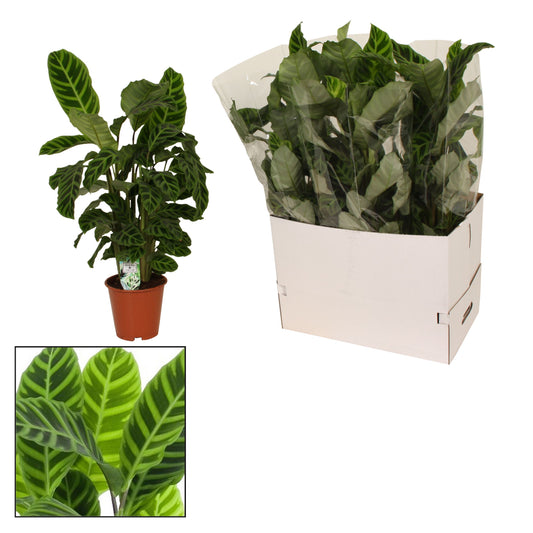 Planta naturala de interior Tuft D55xH70cm Calathea zebrina PS19/17cm in pamant