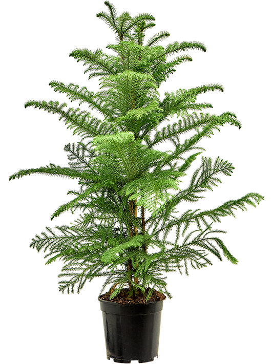 Planta naturala de interior Tuft D60xH100cm Araucaria heterophylla (90-110) PS21/19cm in pamant