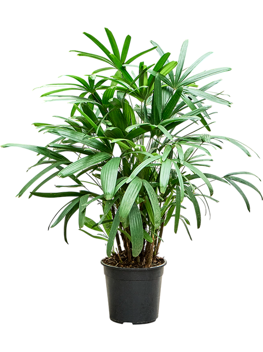 Planta naturala de interior Tuft D60xH100cm Rhapis excelsa PS24/23cm in pamant