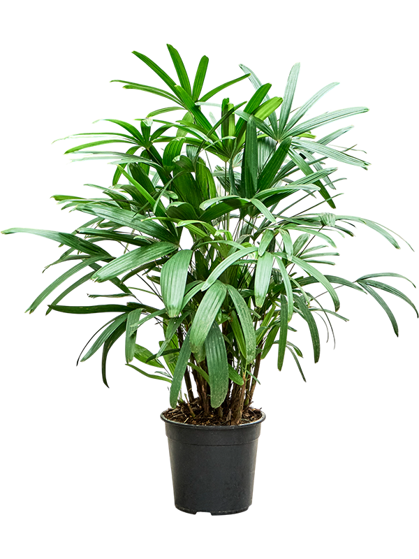 Planta naturala de interior Tuft D60xH100cm Rhapis excelsa PS27/25cm in pamant