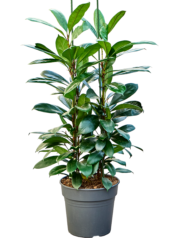 Planta naturala de interior Tuft D60xH110cm Ficus cyathistipula PS30/23cm in pamant