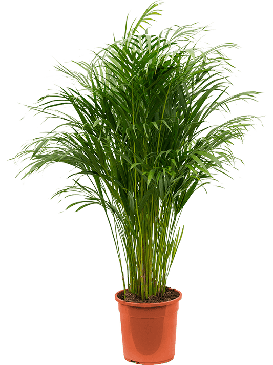 Planta naturala de interior Tuft D60xH120cm Dypsis (Areca) lutescens PS24/23cm in pamant