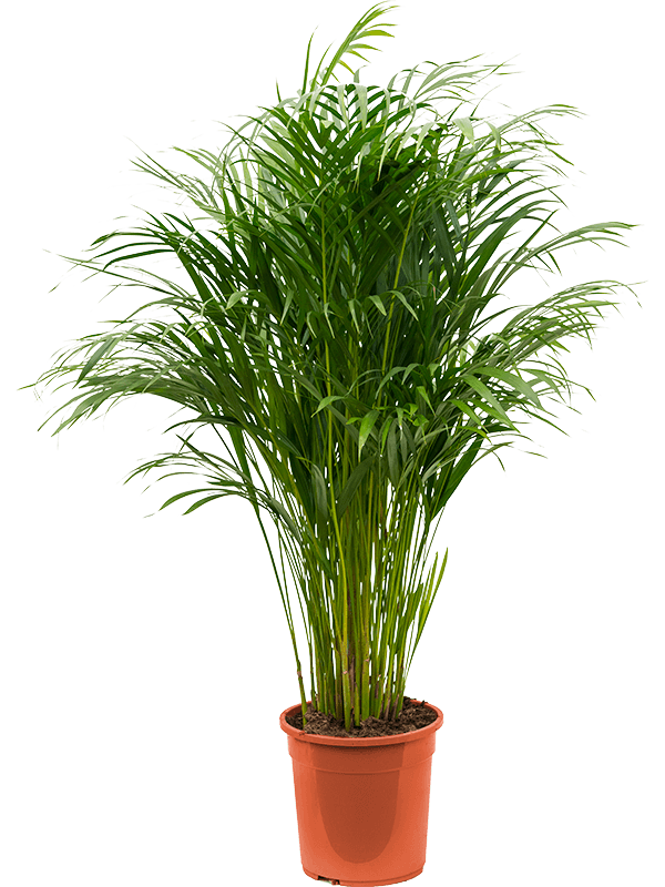 Planta naturala de interior Tuft D60xH120cm Dypsis (Areca) lutescens PS24/23cm in pamant