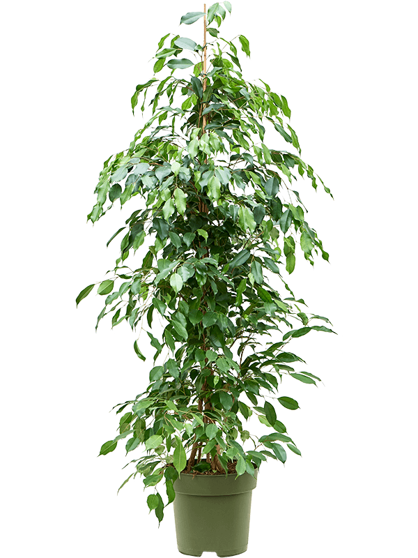 Planta naturala de interior Tuft D60xH140cm Ficus benjamina 'Exotica' PS27/24cm in pamant