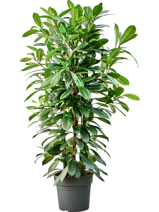 Planta naturala de interior Tuft D60xH140cm Ficus cyathistipula PS34/30cm in pamant