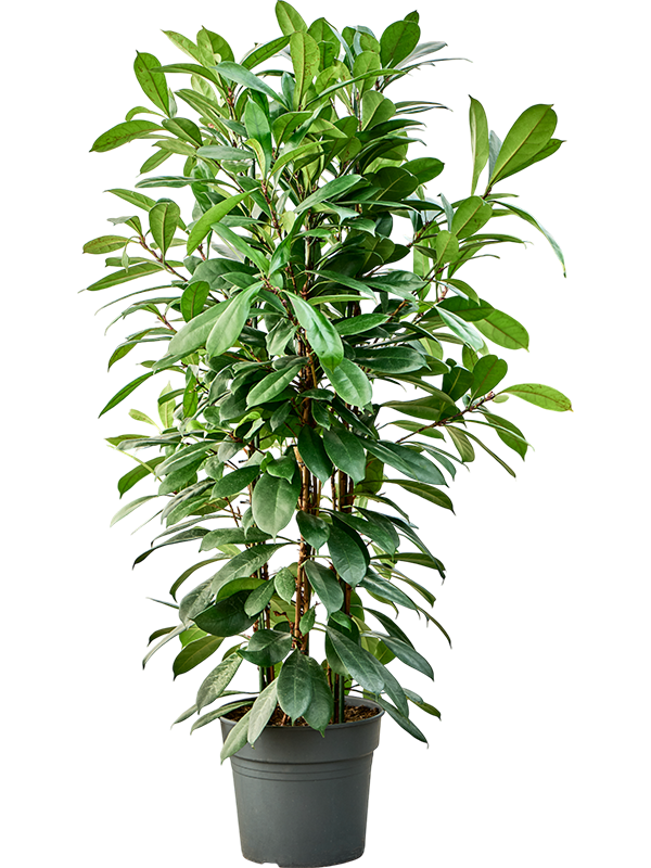 Planta naturala de interior Tuft D60xH140cm Ficus cyathistipula PS34/30cm in pamant