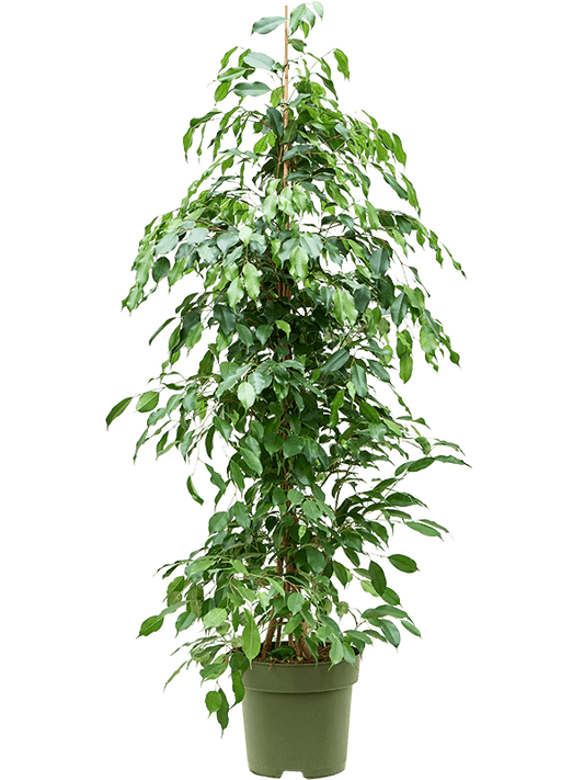 Planta naturala de interior Tuft D60xH150cm Ficus benjamina 'Exotica' PS27/24cm in pamant