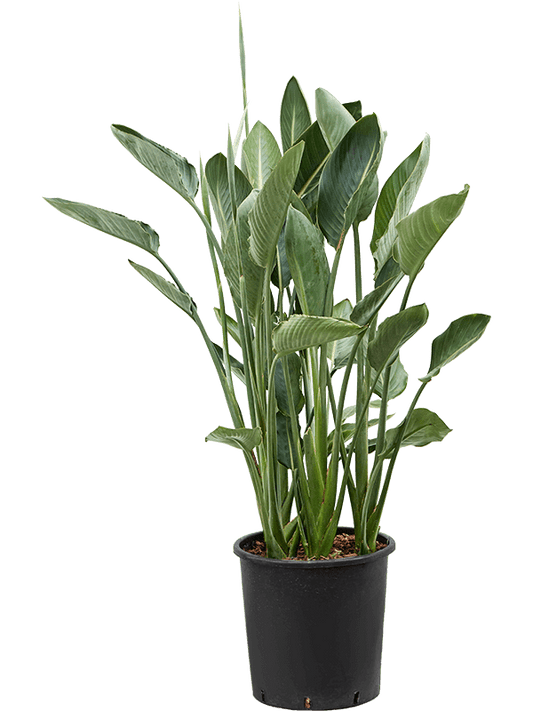 Planta naturala de interior Tuft D60xH150cm Strelitzia reginae PS34/32cm in pamant