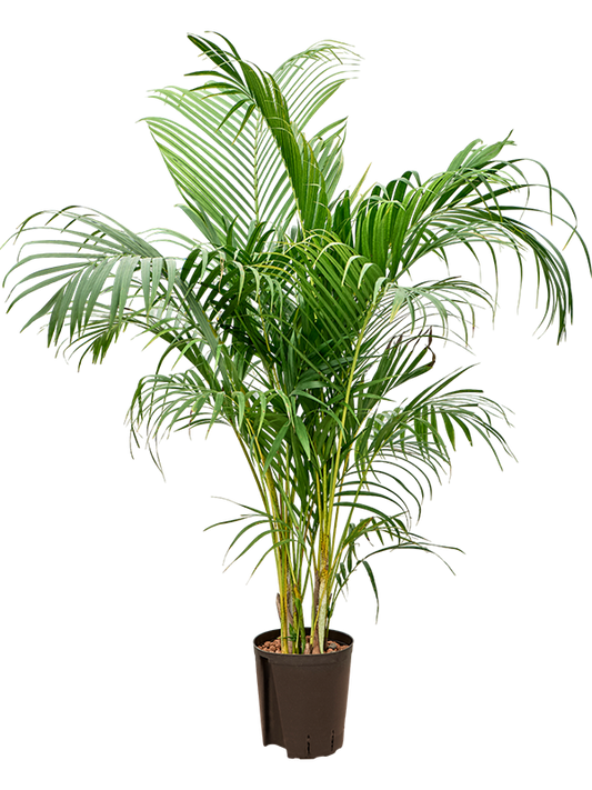 Planta naturala de interior Tuft D60xH160cm Dypsis (Areca) lutescens P18/19cm in hidrogranule