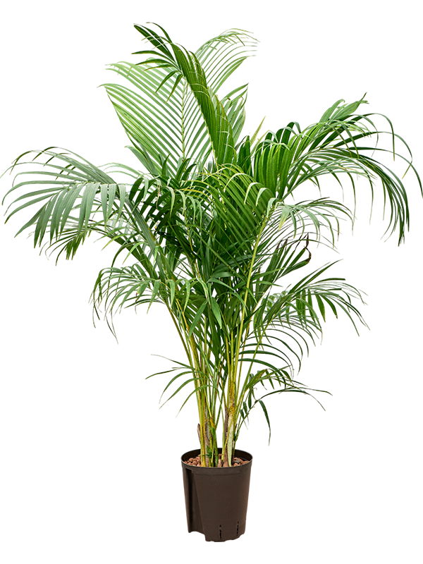 Planta naturala de interior Tuft D60xH160cm Dypsis (Areca) lutescens P18/19cm in hidrogranule