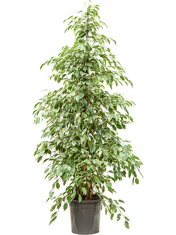 Planta naturala de interior Tuft D60xH210cm Ficus benjamina 'Golden King' PS30/27cm in pamant