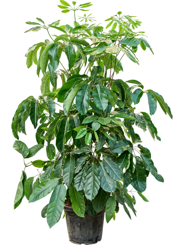 Planta naturala de interior Tuft D60xH190cm Schefflera actinophylla 'Amate' (170-220) PS35/33cm in pamant