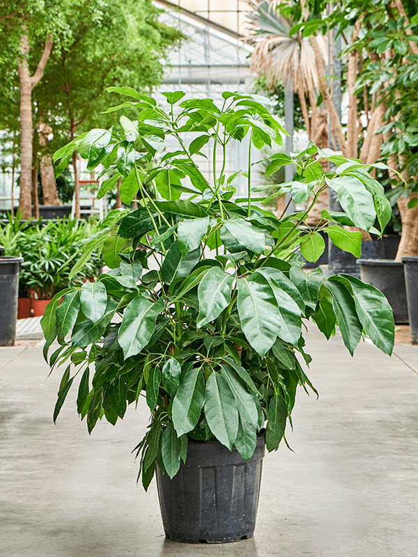 Planta naturala de interior Tuft D60xH200cm Schefflera actinophylla 'Amate' (190-210) PS30/26cm in pamant