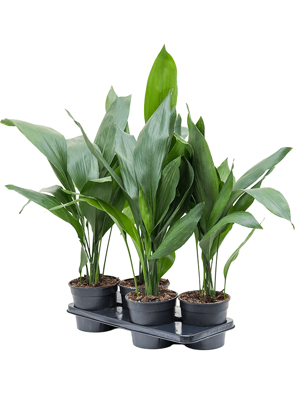 Planta naturala de interior Tuft D60xH70cm Aspidistra elatior PS17/15cm in pamant